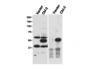 NBP1-78063 - UBASH3B / STS1
