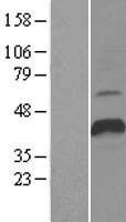 NBL1-08738 - Cbl-c Lysate
