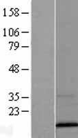 NBL1-17688 - Cellubrevin Lysate
