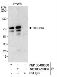 NB100-60636 - RCOR3