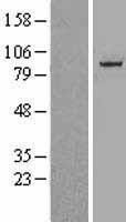NBL1-09606 - Cullin 1 Lysate