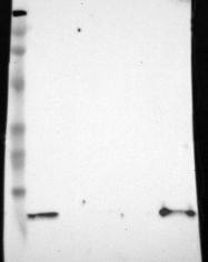 NBP1-86989 - Cystatin-A