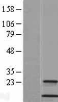 NBL1-09553 - Cystatin A Lysate
