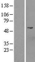NBL1-09708 - D2HGDH Lysate