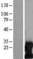 NBL1-17483 - DAP12 Lysate