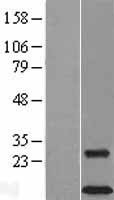 NBL1-17484 - DAP12 Lysate