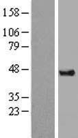 NBL1-09724 - DAZAP1 Lysate