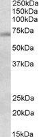 NBP1-78282 - DBF4 / ASK