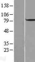 NBL1-09726 - DBF4 Lysate