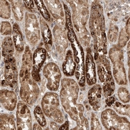 NBP1-83364 - WDR23