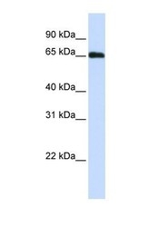 NBP1-57691 - WDR23
