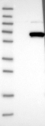 NBP1-83364 - WDR23