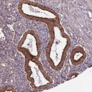 NBP1-91820 - WDR21A