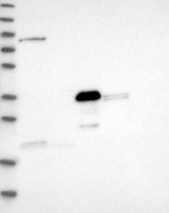 NBP1-82965 - DDHD2