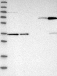NBP1-82966 - DDHD2