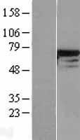NBL1-09801 - DDX5 Lysate