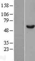NBL1-09810 - DDX6 Lysate