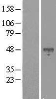 NBL1-07974 - bHLHB2 Lysate