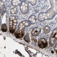NBP1-84281 - Defensin alpha 6