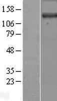 NBL1-09830 - DENND3 Lysate