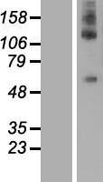 NBL1-09833 - DEPDC1 Lysate