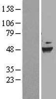 NBL1-09835 - DEPDC6 Lysate