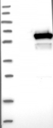 NBP1-86068 - DEPDC7