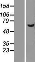 NBL1-09836 - DEPDC7 Lysate