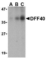 NBP1-76883 - DFFB / CAD
