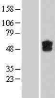 NBL1-09848 - DGCR2 Lysate