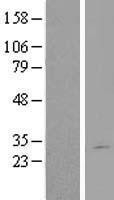 NBL1-09849 - DGCR6L Lysate