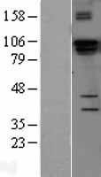 NBL1-09850 - DGCR8 Lysate