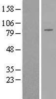 NBL1-09853 - DGKB Lysate