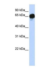 NBP1-59067 - DAG kinase epsilon