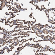 NBP1-85316 - DAG kinase gamma