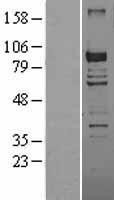 NBL1-09854 - DGKG Lysate