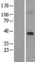 NBL1-09858 - DHCR7 Lysate