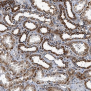 NBP1-86110 - DHOdehase