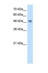 NBP1-59584 - DHOdehase