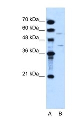 NBP1-59591 - DHOdehase