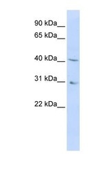 NBP1-59592 - DHOdehase