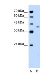 NBP1-59593 - DHOdehase