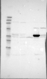 NBP1-83560 - DHRS1