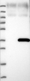 NBP1-89379 - DHRS9