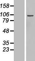 NBL1-09883 - DIAPH3 Lysate