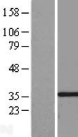NBL1-09884 - DIMT1L Lysate