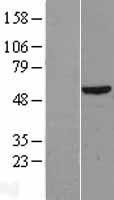 NBL1-09897 - DKC1 Lysate