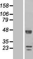 NBL1-15485 - DKFZp566F084 Lysate