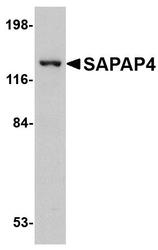 NBP1-76372 - DLGAP4 / SAPAP4