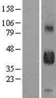 NBL1-09913 - DLK1 Lysate